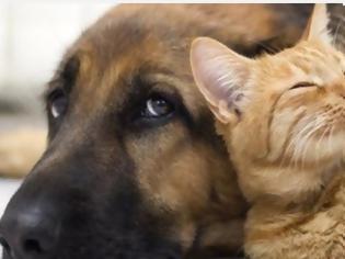 Φωτογραφία για Έρευνα: Γιατί τα σκυλιά είναι πιο έξυπνα από τις γάτες