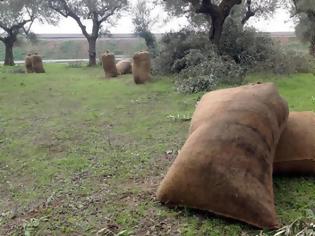 Φωτογραφία για Έκλεψαν δυο τόνους ελιές στο Αγγελόκαστρο