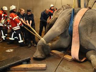 Φωτογραφία για Γερμανία Εντυπωσιακή επιχείρηση διάσωσης ελεφαντίνας στον ζωολογικό κήπο της Καρλσρούης