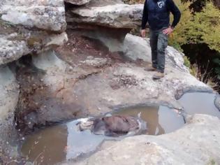 Φωτογραφία για Νεκρή αρκούδα που γέννησε πρόσφατα στην Κόνιτσα