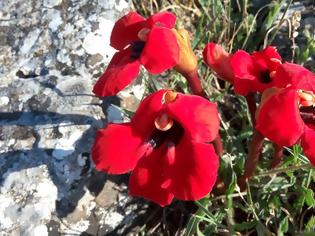 Φωτογραφία για Το κόκκινο λουλουδένιο «χαλάκι» της Πρέσπας - Έρευνα καταγράφει νέα είδη χλωρίδας