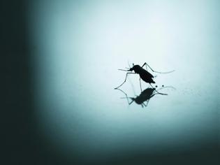 Φωτογραφία για Γιατί υπάρχουν κουνούπια αυτή την εποχή – Δείτε τι συμβαίνει