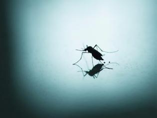 Φωτογραφία για Γιατί υπάρχουν κουνούπια αυτή την εποχή – Δείτε τι συμβαίνει