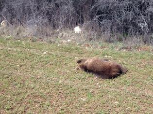 Φωτογραφία για Αρκούδα εντοπίστηκε νεκρή στην παλιά εθνική Ιωαννίνων - Κοζάνης
