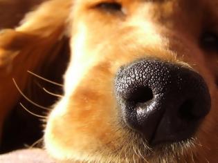Φωτογραφία για Μπορεί και ο σκύλος σου να υποφέρει από αϋπνίες;