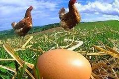 H πανεύκολη μέθοδος για να καταλάβεις αν τα αυγά είναι φρέσκα
