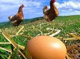 Φωτογραφία για H πανεύκολη μέθοδος για να καταλάβεις αν τα αυγά είναι φρέσκα