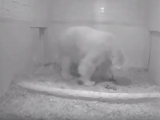 Φωτογραφία για Βίντεο: Το μωρό πολική αρκούδα που γεννήθηκε στο Ζωολογικό του Βερολίνου