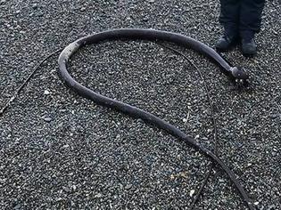 Φωτογραφία για Ξεβράστηκε μυστηριώδες φίδι 20 μέτρων σε παραλία της Ρωσίας