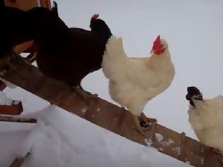 Φωτογραφία για Κότες βλέπουν έντρομες χιόνι για πρώτη φορά στη ζωή τους [video]