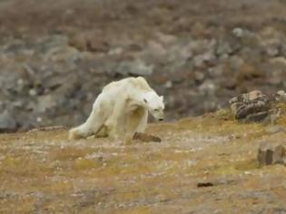 Φωτογραφία για Οι συνέπειες της κλιματικής αλλαγής: Πολική αρκούδα αργοπεθαίνει - Σκληρό βίντεο