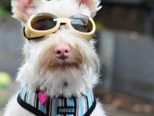 Φωτογραφία για Σκύλος με αλφισμό αναγκάζεται να φοράει γυαλιά ηλίου.