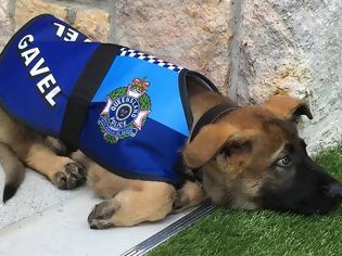 Φωτογραφία για Ο αστυνομικός σκύλος που απολύθηκε γιατί ήταν πολύ χαδιάρης βρήκε τη δουλειά του ταιριάζει [photos]