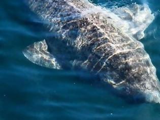 Φωτογραφία για Αλίευσαν το γηραιότερο πλάσμα της Γης – Έναν καρχαρία 512 ετών