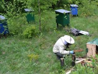 Φωτογραφία για Πρώην αντιεξουσιαστής έγινε κλέφτης μελιού -Σκότωσε 55 εκατομμύρια μέλισσες