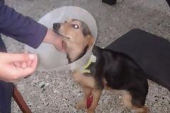 Πάτρα: Νέο περιστατικό κακοποίησης ζώου – Έδεσαν στο λαιμό σκυλίτσας σύρμα - [Σκληρές εικόνες]