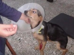Φωτογραφία για Πάτρα: Νέο περιστατικό κακοποίησης ζώου – Έδεσαν στο λαιμό σκυλίτσας σύρμα - [Σκληρές εικόνες]