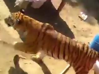 Φωτογραφία για Τίγρης κάνει άνω κάτω γαμήλιο πάρτι στην Ινδία [video]
