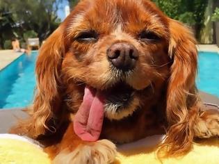 Φωτογραφία για Πέθανε η πιο διάσημη σκυλίτσα των social media - Puppy mills: Το Άουσβιτς των ζώων