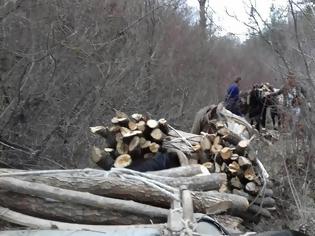 Φωτογραφία για Μπαίνουν παράνομα και ρημάζουν τα δάση - Δύο συλλήψεις στην Καστοριά