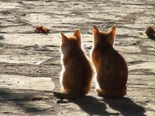 Φωτογραφία για Φόλες έριξαν σε γάτες στην ΠΑΛΑΙΡΟ