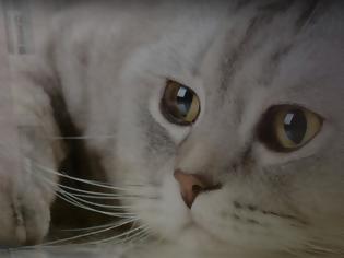 Φωτογραφία για Κρήτη: Αυστηρή η ποινή για τον στραγγαλισμό της γάτας