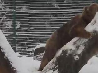 Φωτογραφία για Συγκινητικό: Αρκουδίτσα παίζει ελεύθερη στο χιόνι μετά από 20 χρόνια σε κλουβί  Επιτέλους ελεύθερος!