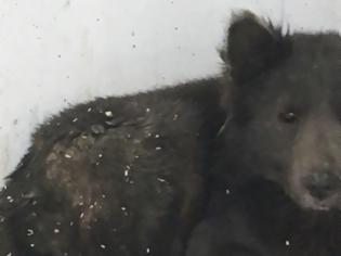Φωτογραφία για Βρέθηκε στη Ρωσία και όλοι αναρωτιούνται: Είναι σκύλος ή αρκούδα;