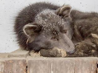 Φωτογραφία για Μεντβεμπάκα, ο «αρκουδόσκυλος» της Σιβηρίας που συγκίνησε το ίντερνετ [video]