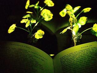 Φωτογραφία για Το MIT δημιούργησε φυτά που φωσφορίζουν για να αντικαταστήσει κάποτε τα φώτα στους δρόμους! [video]