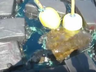 Φωτογραφία για Βίντεο: Διέσωσαν θαλάσσια χελώνα που είχε παγιδευτεί σε πακέτα... κοκαΐνης