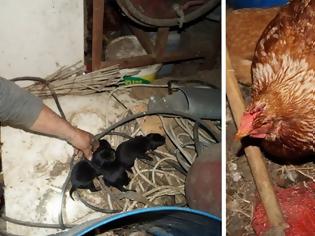 Φωτογραφία για Χανιά: Κότα υιοθέτησε και φροντίζει τρία μικρά κουταβάκια