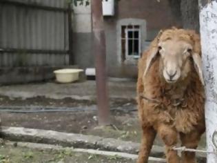 Φωτογραφία για Δυτική Ελλάδα: Απίστευτο! Έσφαζαν αρνιά… σε πυλωτή πολυκατοικίας