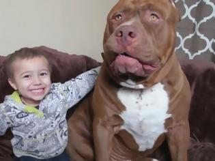 Φωτογραφία για Αυτό το γιγαντιαίο pit bull έχει καρδιά μικρού παιδιού... [video]