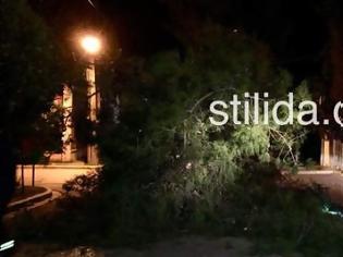 Φωτογραφία για Στυλίδα: Ξεριζώθηκε δέντρο και έπεσε πάνω σε διερχόμενο όχημα του λιμενικού (φωτογραφίες)