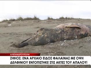 Φωτογραφία για Αρχείο είδος φάλαινας ξεβράστηκε στην Αλεξανδρούπολη (βίντεο)