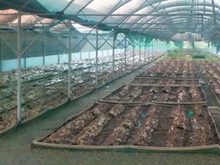 Φωτογραφία για Εκτροφή σαλιγκαριών: Μια επένδυση με κέρδη και προοπτικές