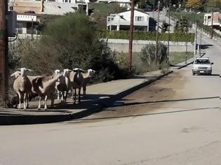 Φωτογραφία για Αγρίνιο: Κίνδυνος - θάνατος τα πρόβατα στην περιμετρική [photos+video]