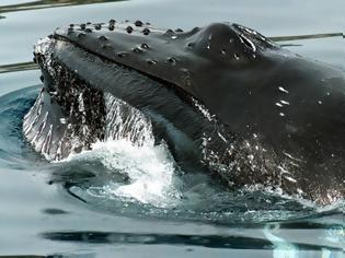 Φωτογραφία για Αρχαίο είδος φάλαινας ξεβράστηκε σε ακτή της Αλεξανδρούπολης [video]