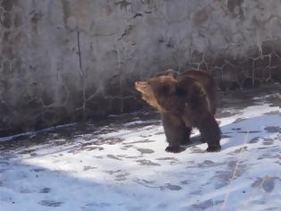 Φωτογραφία για Νευροκόπι  Απελευθέρωσαν αρκουδίτσα που είχε παγιδευτεί μέρες σε άδεια δεξαμενή