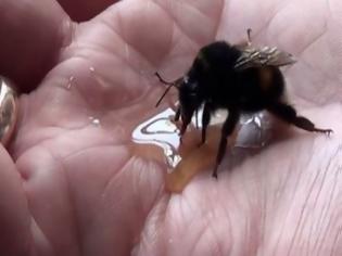 Φωτογραφία για Έσωσε τη ζωή μιας μέλισσας - Όταν δείτε τι έκανε για να τον ευχαριστήσει, δεν θα το πιστεύετε!