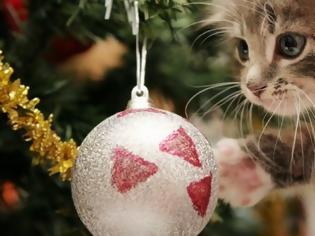 Φωτογραφία για Γιατί οι γάτες λατρεύουν να καταστρέφουν τα χριστουγεννιάτικα δέντρα;