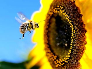 Φωτογραφία για Μέλισσες σε αφανισμό, άνθρωπος σε κίνδυνο
