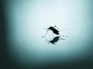 Φωτογραφία για Γιατί υπάρχουν κουνούπια αυτή την εποχή – Δείτε τι συμβαίνει!
