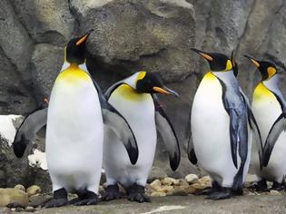 Φωτογραφία για Καναδάς: Ούτε οι βασιλικοί πιγκουίνοι δεν άντεξαν το πολικό ψύχος