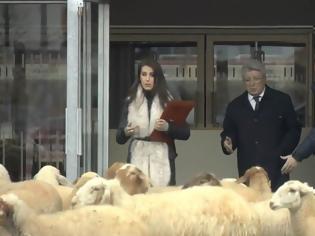 Φωτογραφία για Απίθανη φάρσα με πρόβατα στον πρόεδρο της Ατλέτικο Μαδρίτης! [video]