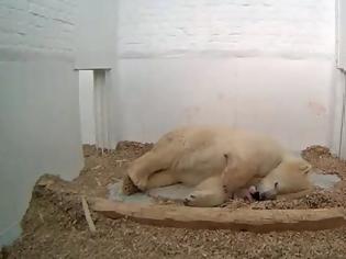 Φωτογραφία για Θλίψη στο Βερολίνο: Πέθανε 26 ημέρες μετά τη γέννησή του το πολικό αρκουδάκι