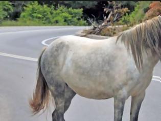 Φωτογραφία για Άλογο βγήκε στην εθνική οδό Πατρών-Κορίνθου – Κινητοποίηση της ΕΛ.ΑΣ.