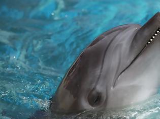 Φωτογραφία για Αττικό Ζωολογικό Πάρκο: Αναληθή όσα καταγγέλλονται για την παράσταση των δελφινιών