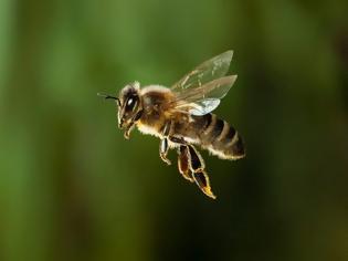 Φωτογραφία για Μέλισσες σε αφανισμό, άνθρωπος σε κίνδυνο.